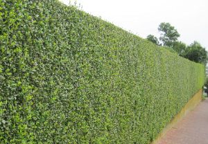 hedge-cutting-maintenance-notting-hill