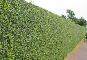 hedge-cutting-maintenance-notting-hill
