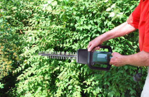 hedge-trimming-notting-hill